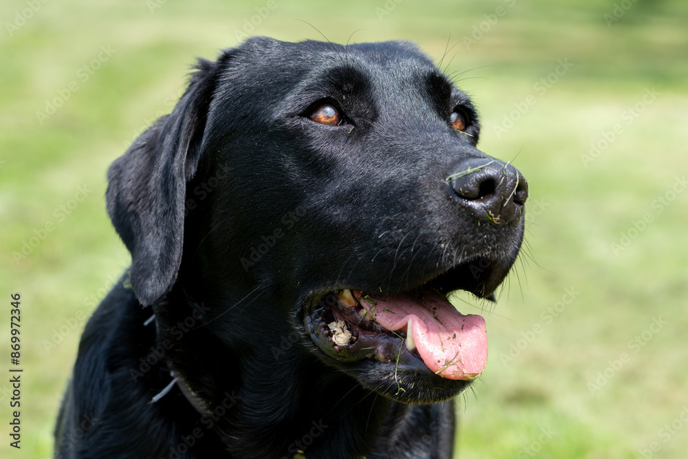 Close up portrait of a pedigree Black Labrador Close up portrait of a pedigree Black Labrador
