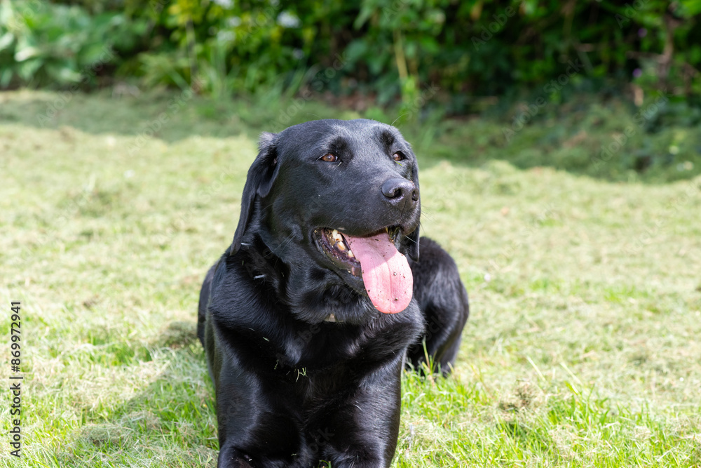 Portrait of a pedigree black Labrador laying down on the grass Portrait of a pedigree black Labrador laying down on the grass