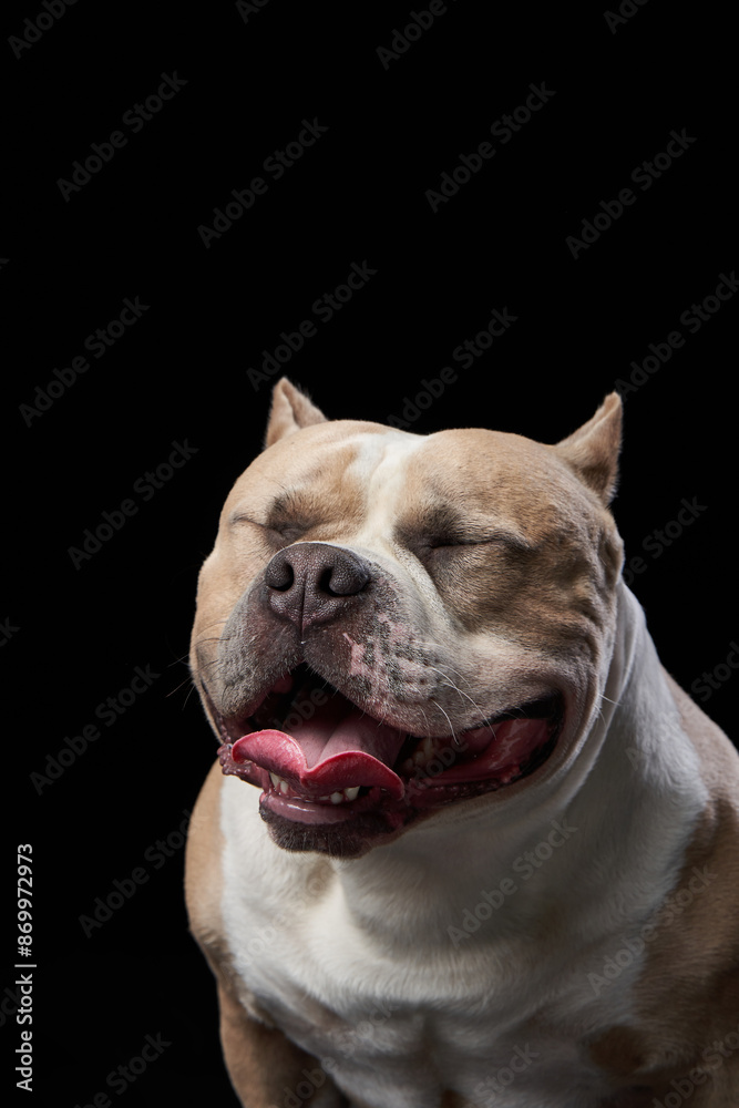 An American Bulldog dog blissfully closes its eyes, exuding pure contentment in a serene studio setting. The image captures a moment of joyful relaxation, An American Bulldog dog blissfully closes its eyes, exuding pure contentment in a serene studio setting. The image captures a moment of joyful relaxation,
