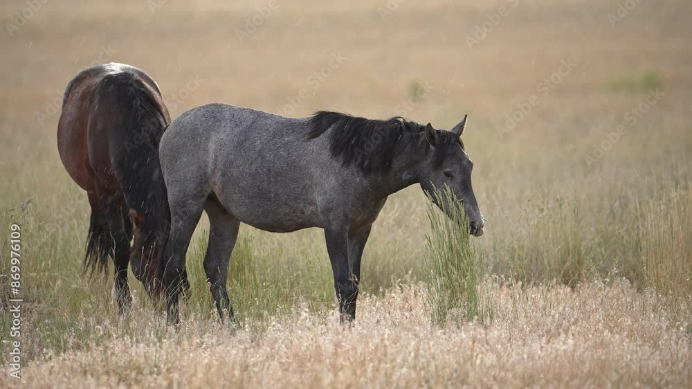 Wild Horses eating grass as rain falls in the Utah desert during the summer. Wild Horses eating grass as rain falls in the Utah desert during the summer.