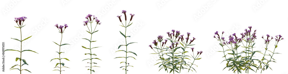 Set of frontal Verbena rigida (known as slender vervain or tuberous vervain) isolated png on a transparent background perfectly cutout high resolution Set of frontal Verbena rigida (known as slender vervain or tuberous vervain) isolated png on a transparent background perfectly cutout high resolution