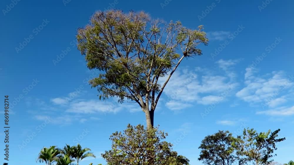 Gentle wind over tropical tree leaves isolated on blue sky background Gentle wind over tropical tree leaves isolated on blue sky background