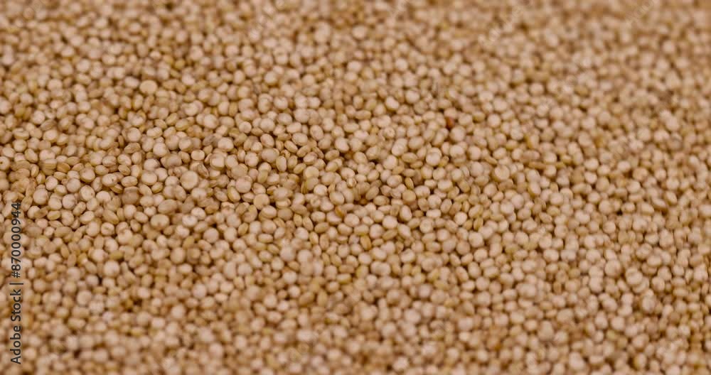 raw crumbly quinoa porridge in the kitchen, a large amount of quinoa groats during porridge cooking raw crumbly quinoa porridge in the kitchen, a large amount of quinoa groats during porridge cooking