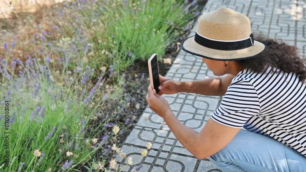 Young woman photographing a bush of blooming lavender plant in the meadow in mountains outdoors on her smartphone. People and nature. Alternative holistic medicine. Aromatherapy Naturopathy Homeopathy Young woman photographing a bush of blooming lavender plant in the meadow in mountains outdoors on her smartphone. People and nature. Alternative holistic medicine. Aromatherapy Naturopathy Homeopathy