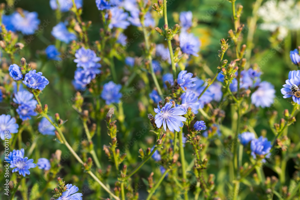 Fototapeta premium Common chicory, .Cichorium intybus blue flowers closeup selective focus