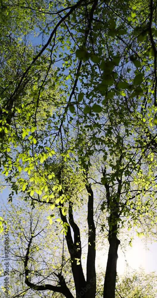 flowering trees in the spring season , a park with different types of trees in the spring during flowering