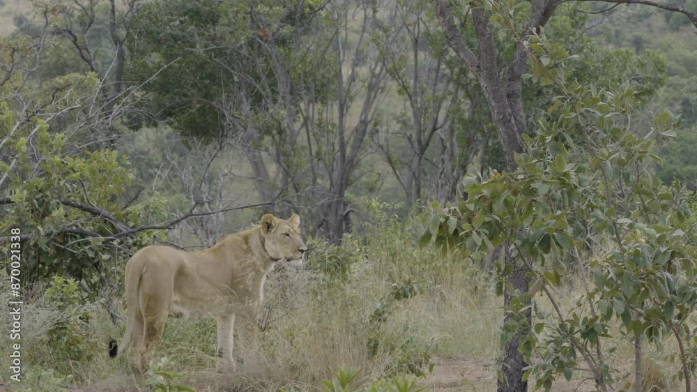 Lion Side Profile Medium in Dense Brush Proceeds to Sit Down and Wait Lion Side Profile Medium in Dense Brush Proceeds to Sit Down and Wait