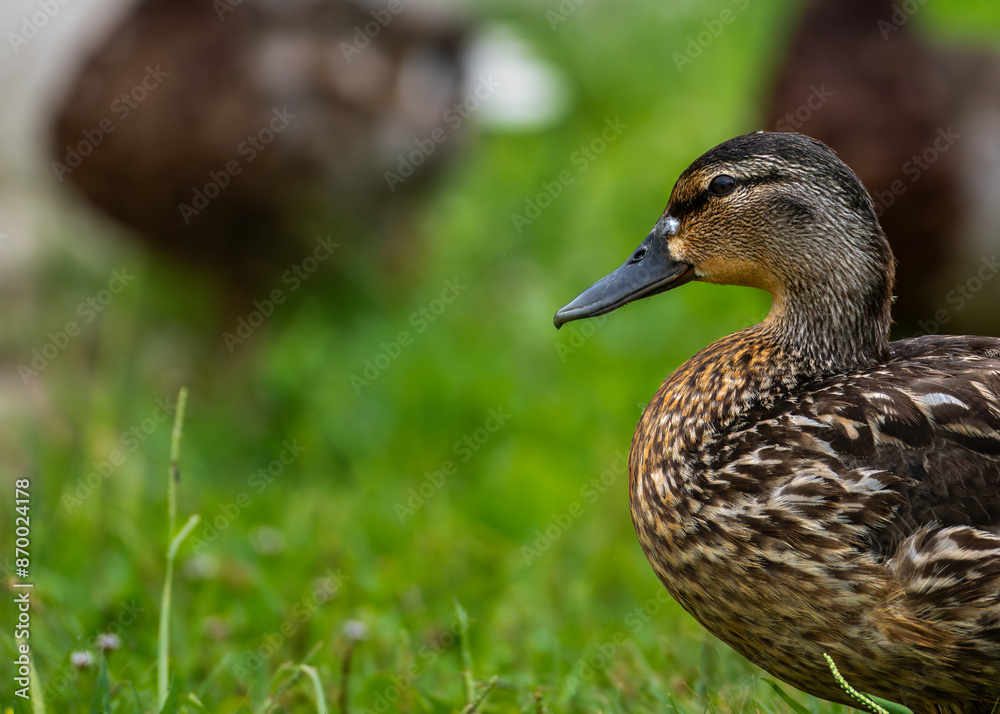 duck on the grass duck on the grass