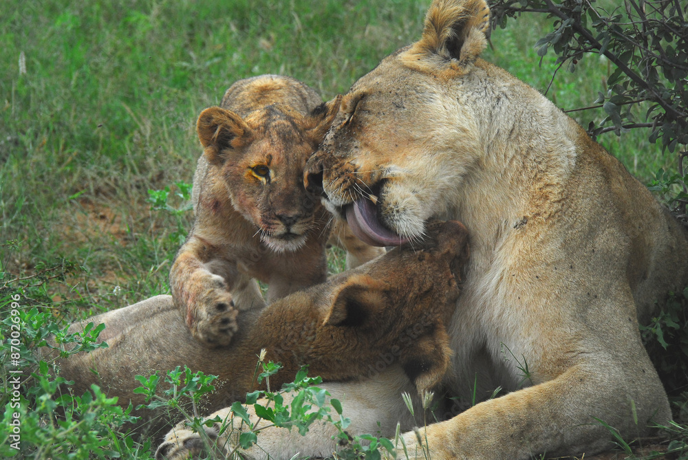 WILDLIFE- Africa- Close Up of Wild Lioness Grooming Two Cubs WILDLIFE- Africa- Close Up of Wild Lioness Grooming Two Cubs