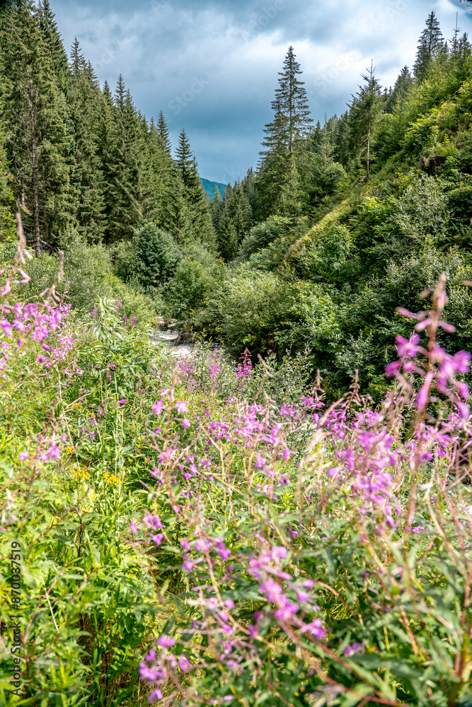 Fototapeta premium Alpine meadow in the mountains of Austria. Beautiful mountain landscape with flowers. Blooming alpine meadow in the mountains 