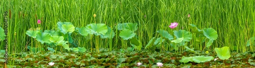 a wetland view of reeds and lotus flowers. a pond with reeds and lotus water lilies