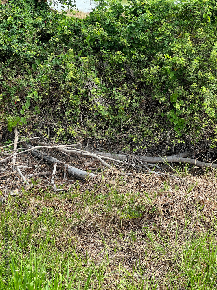 Obraz premium grass in the forest