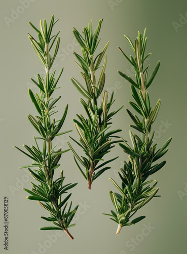 floating rosemary sprigs on solid green background