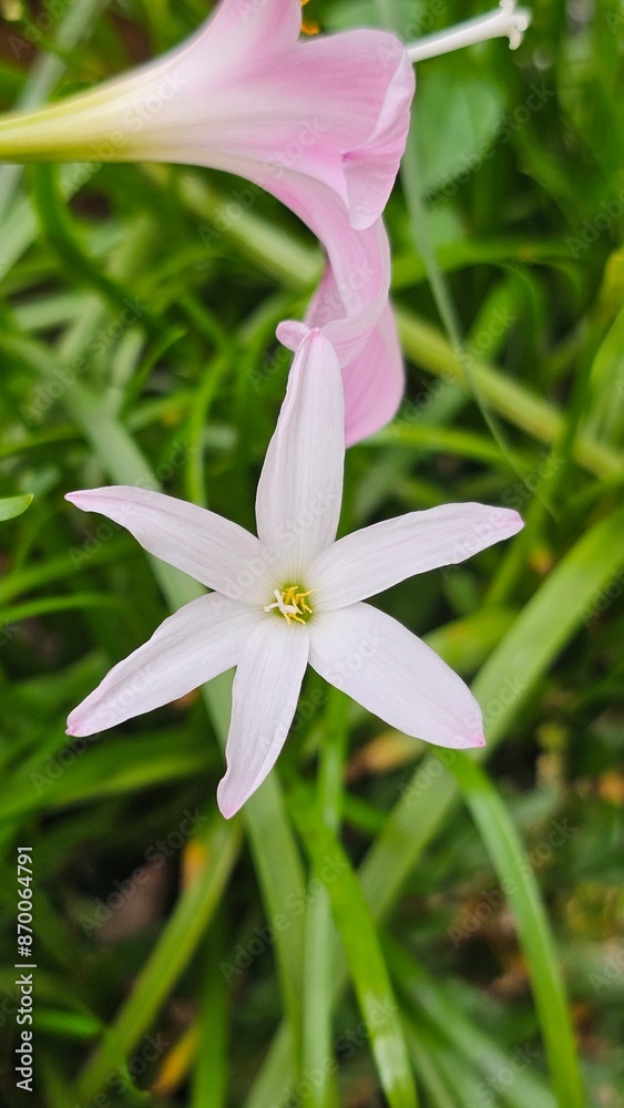 Obraz premium close up blooming pink rain lily, zephyr lily, flower