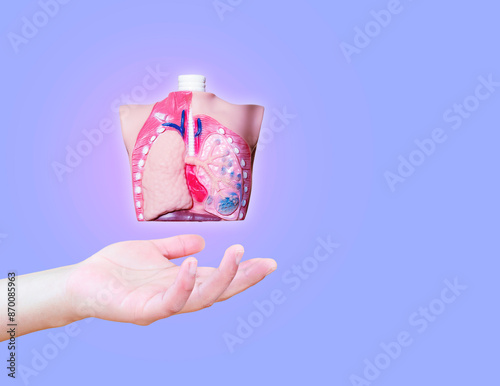 The nurse's hand shows an anatomical model of the thorax, concept of lung cancer and alveolar proteinosis of the lung. Isolated on light lilac background photo