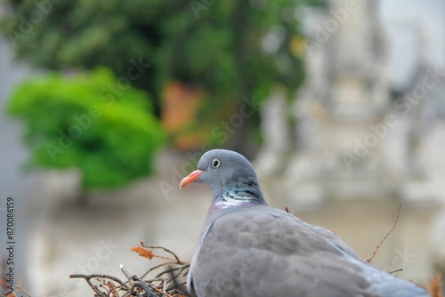 A dove sits on eggs. A pair of pigeons have made a nest in a flower box on a windowsill. The concept of bird life in the city.