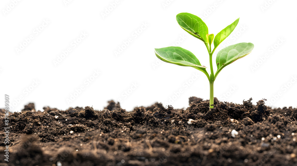 New life symbolized by plant emerging from soil on white background
