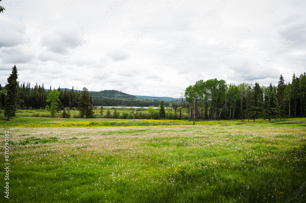 Fototapeta premium An abandoned farm with a field full of wild flowers. Along Highway 97 near Quesnel BC, Canada.