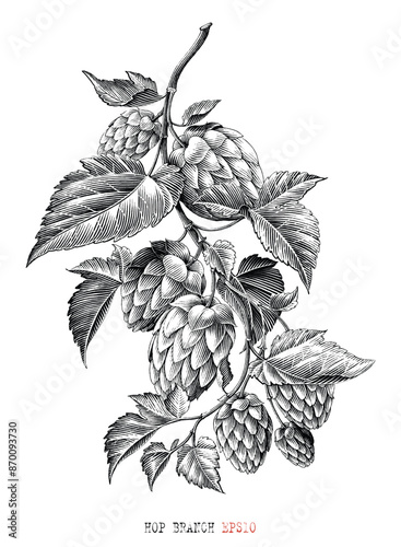 Hop branch botanical illustration vintage engraving style black and white clip art