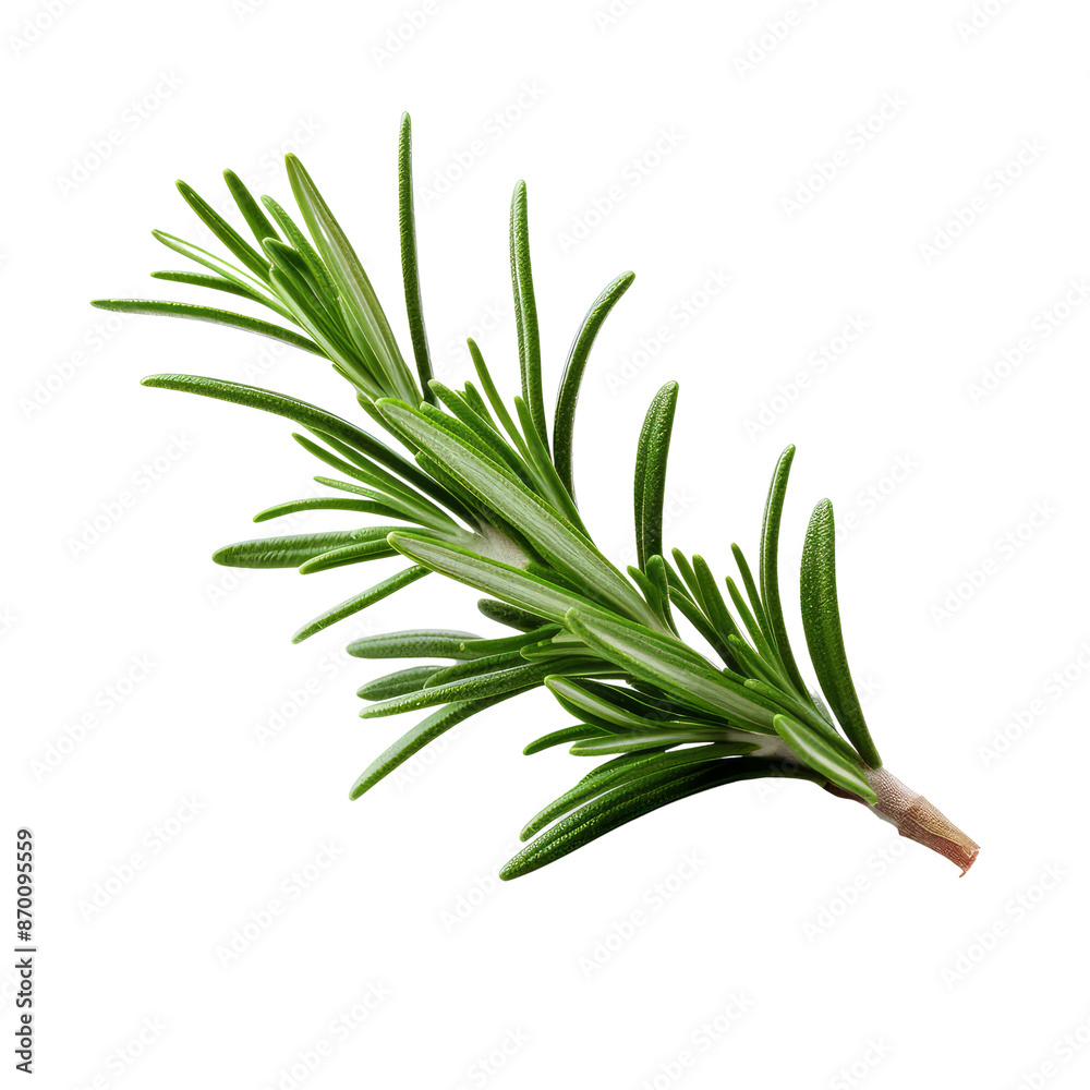 Fototapeta premium Branch of rosemary isolate on transparent png. 