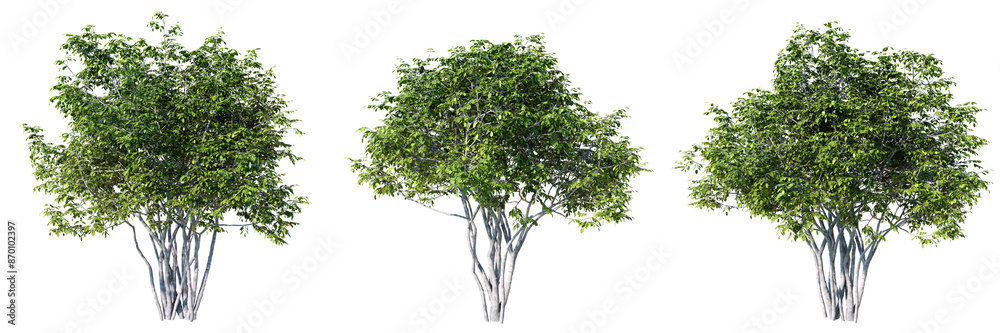 Obraz premium Amelanchier tree on transparent background.3d rendering