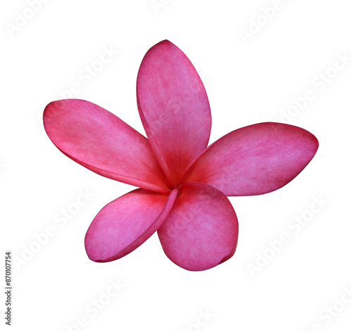 Plumeria or Frangipani or Temple tree flower. Close up single pink-white plumeria flowers isolated on transparent background photo