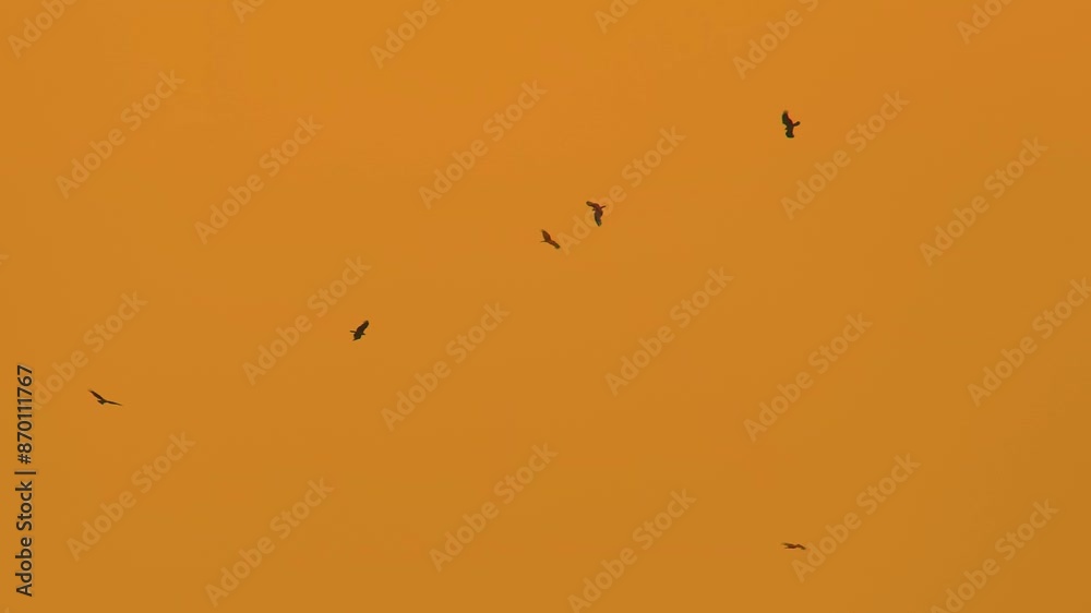 Eagles Flying Against Warm Orange Sunset - Low Angle Shot Eagles Flying Against Warm Orange Sunset - Low Angle Shot