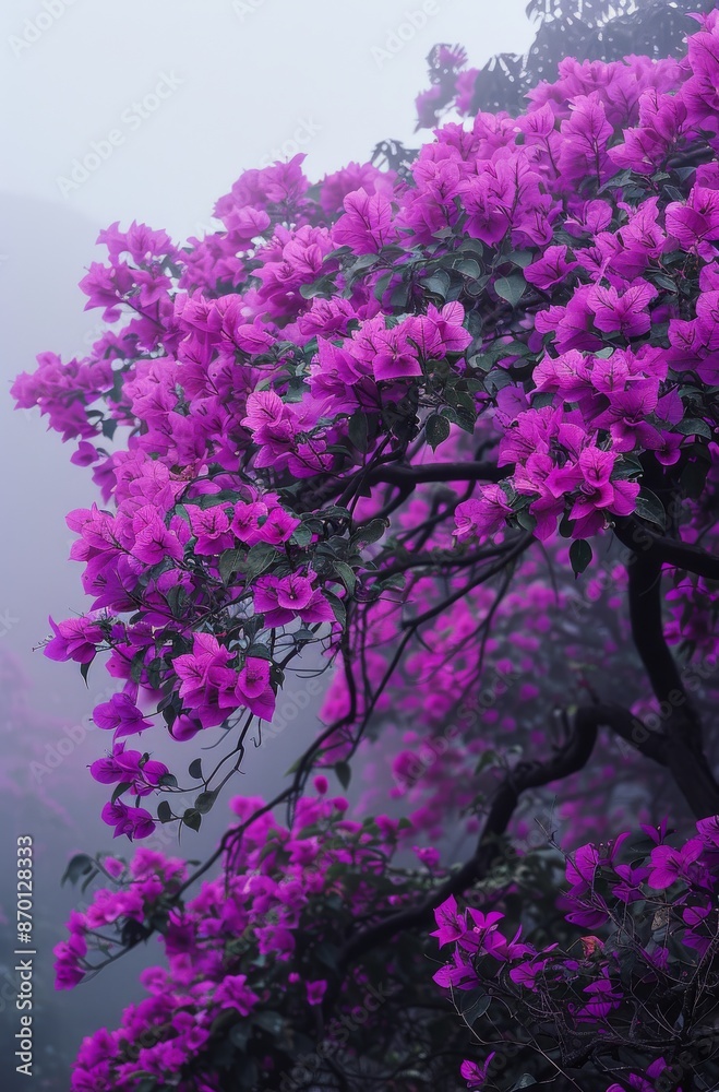 A Misty Morning in a Purple Bougainvillea Garden A Misty Morning in a Purple Bougainvillea Garden