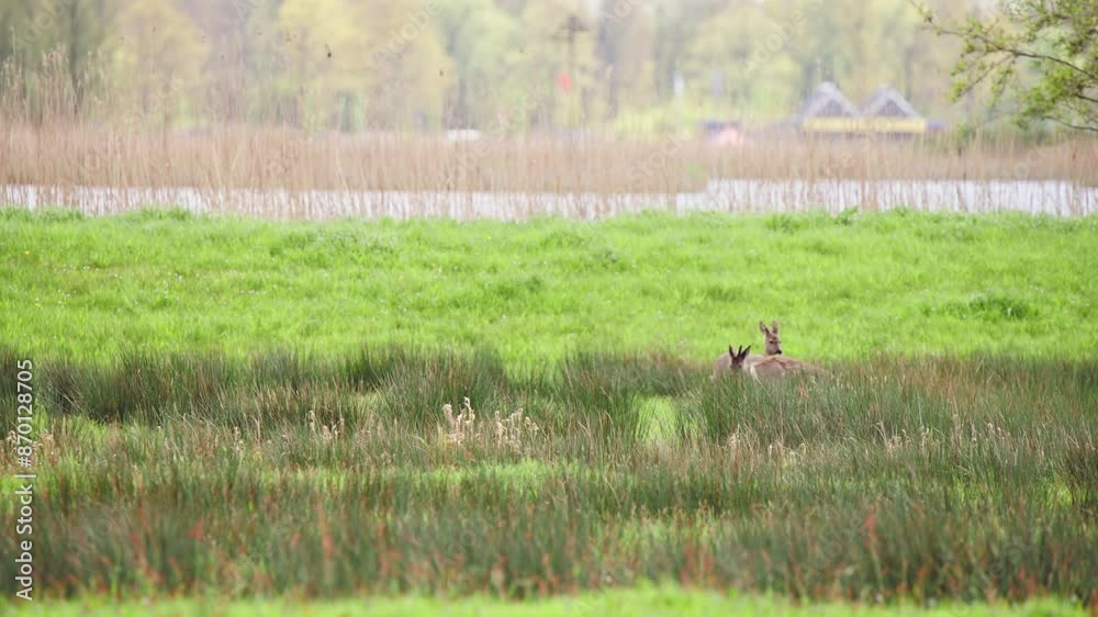 Roe deer group grazing in grassy riverside pasture in Netherlands. Roe deer group grazing in grassy riverside pasture in Netherlands.