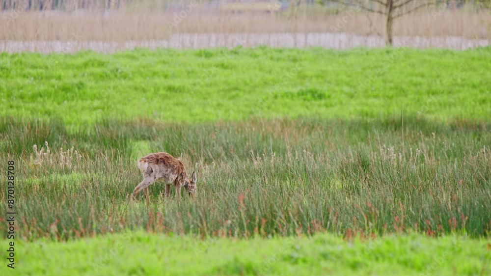 Roe deer doe grazing alone in grassy field pasture and looking up. Roe deer doe grazing alone in grassy field pasture and looking up.