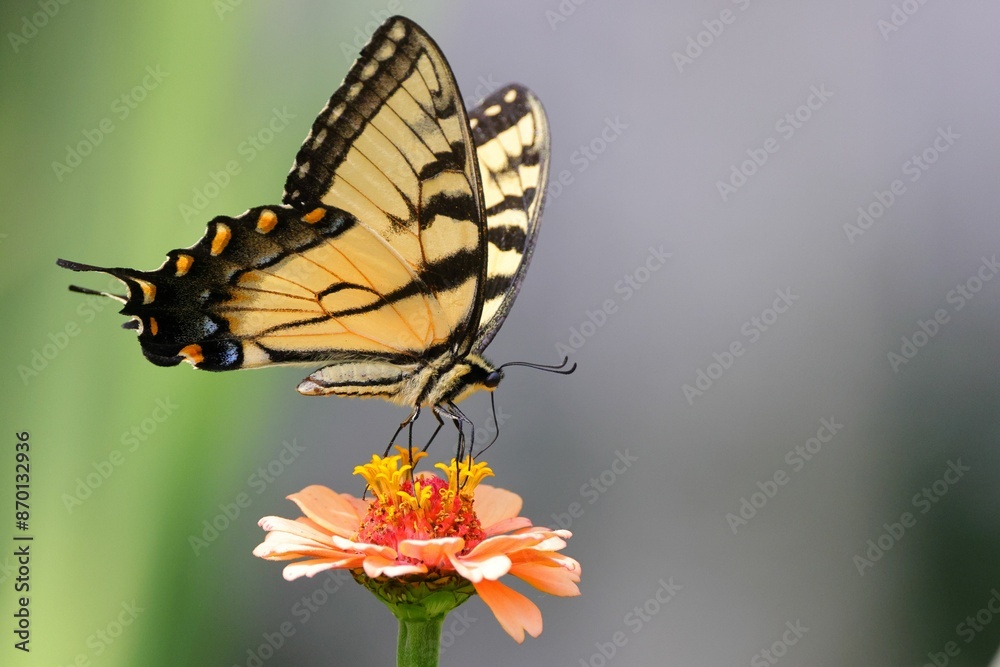 Obraz premium Close-up of a butterfly perched on a vibrant flower with a blurred background.