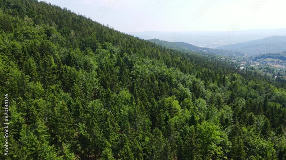 coniferous forest Germany view from a drone summer coniferous forest Germany view from a drone summer