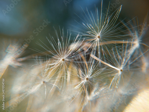 Close up macro shot of a big dandelion.