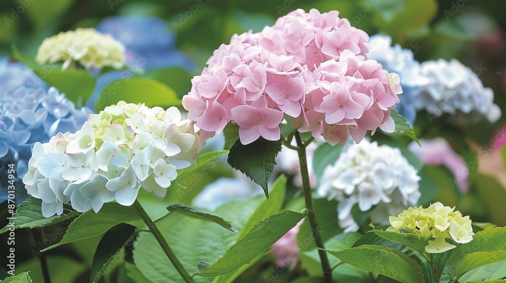 Hydrangeas bloom in clusters of pink, blue, and white, their large, showy flowers a favorite in summer gardens. Hydrangeas bloom in clusters of pink, blue, and white, their large, showy flowers a favorite in summer gardens.