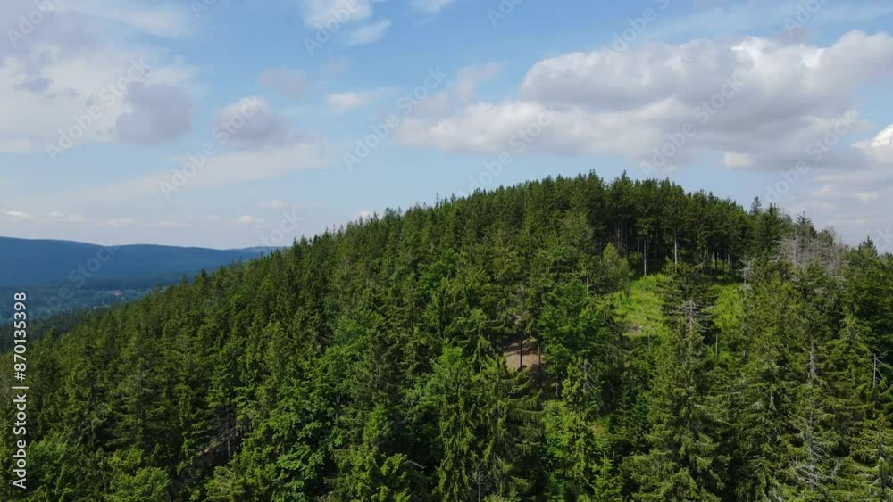 coniferous forest Germany view from a drone summer coniferous forest Germany view from a drone summer