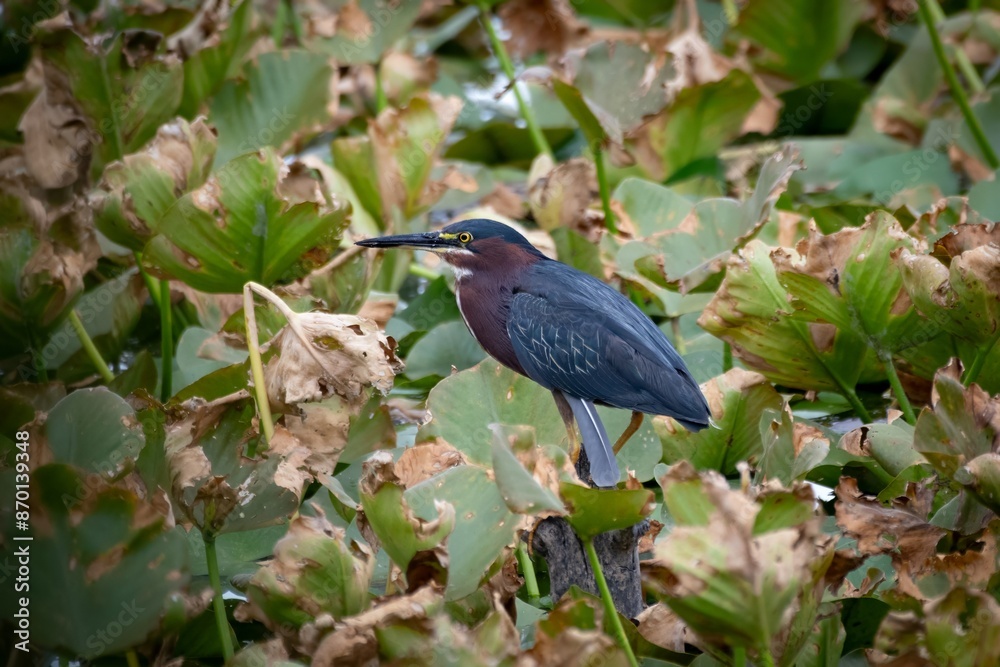 Fototapeta premium Green Heron