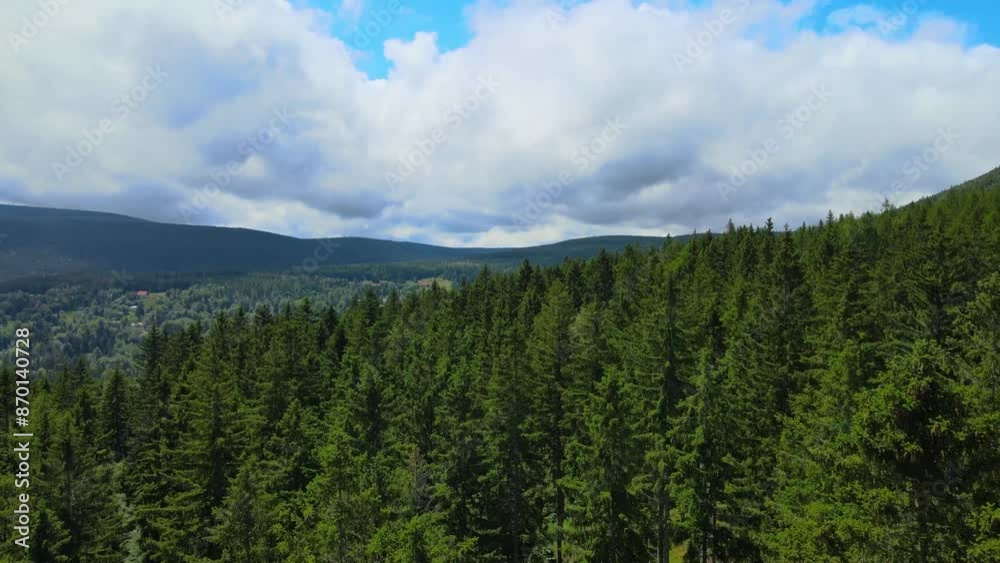 coniferous forest Germany view from a drone summer coniferous forest Germany view from a drone summer