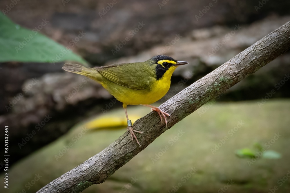 Obraz premium Kentucky Warbler