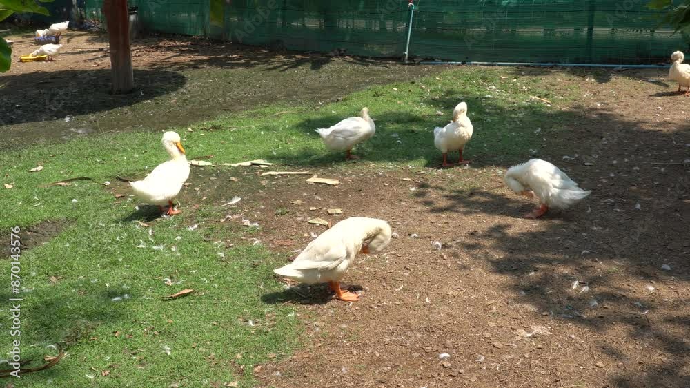 Happy geese resting and walking freely on rural farm. Farm animal concept for poultry industry. Happy geese resting and walking freely on rural farm. Farm animal concept for poultry industry.