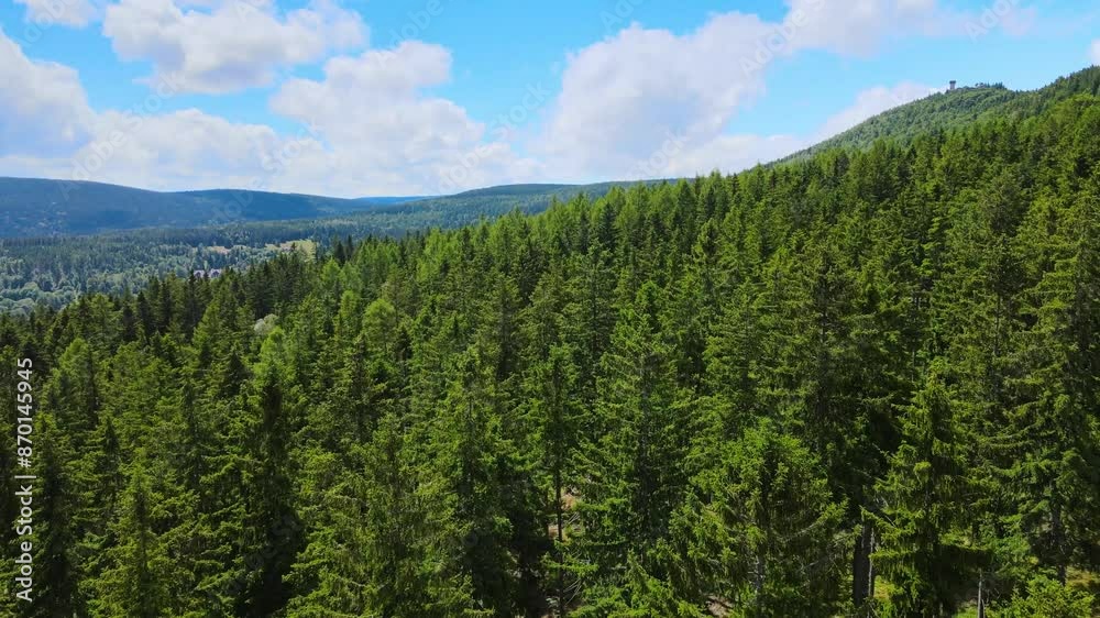 coniferous forest Germany view from a drone summer coniferous forest Germany view from a drone summer