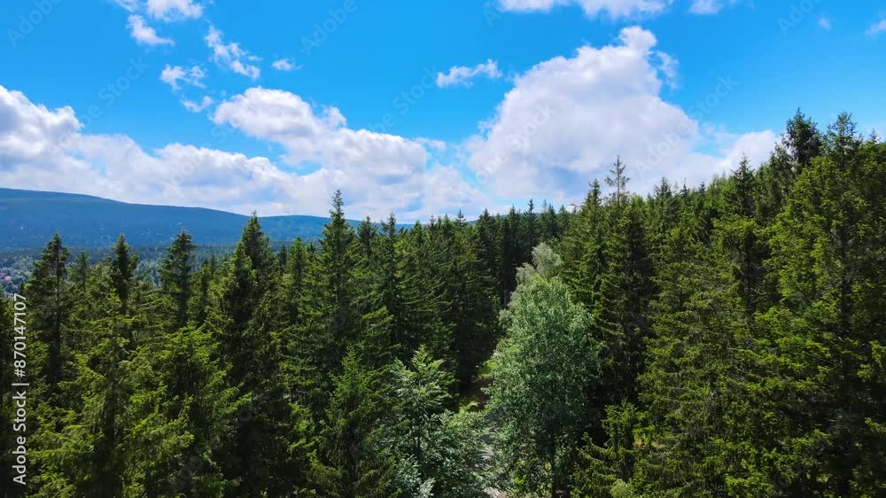 coniferous forest Germany view from a drone summer coniferous forest Germany view from a drone summer