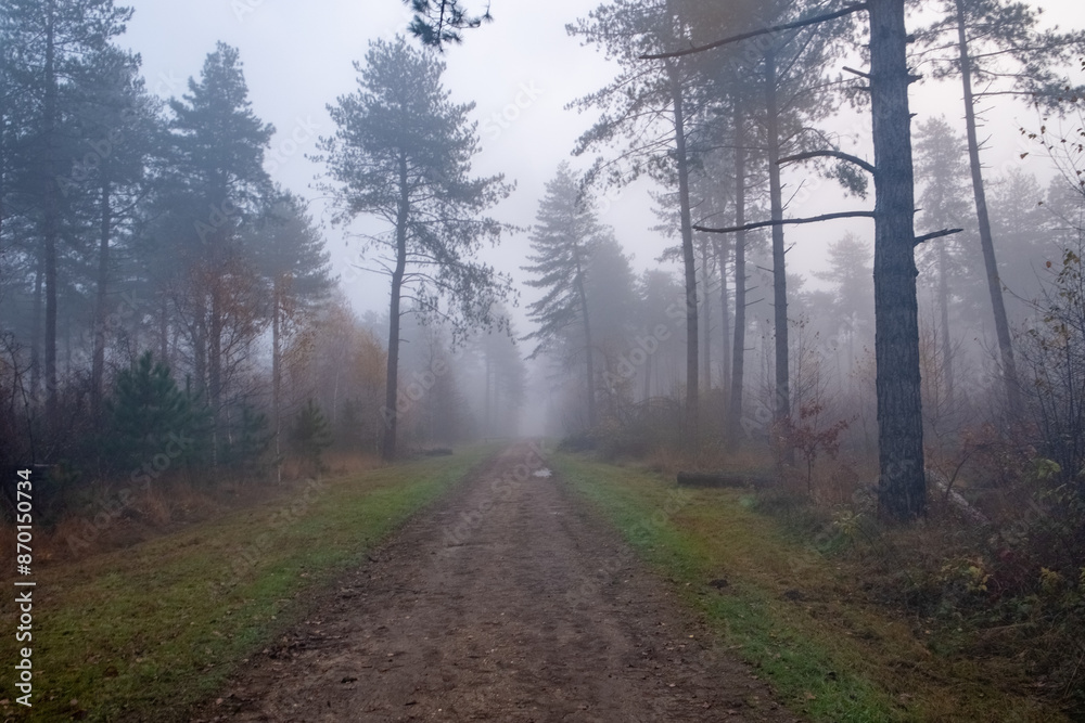 Naklejka premium This image captures a forest trail winding through a misty, dense wood at dawn. The fog blankets the scene, obscuring the trees and softening the details of the forest, creating a mysterious and moody