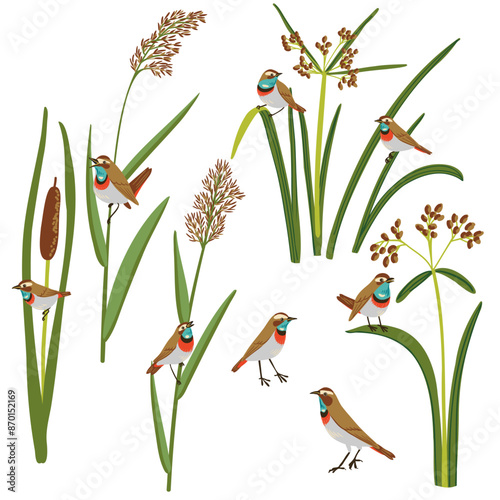 wood club-rush, reed, cattail and bluethroats, vector drawing wild water plants and birds at white background, set of floral elements, hand drawn illustration