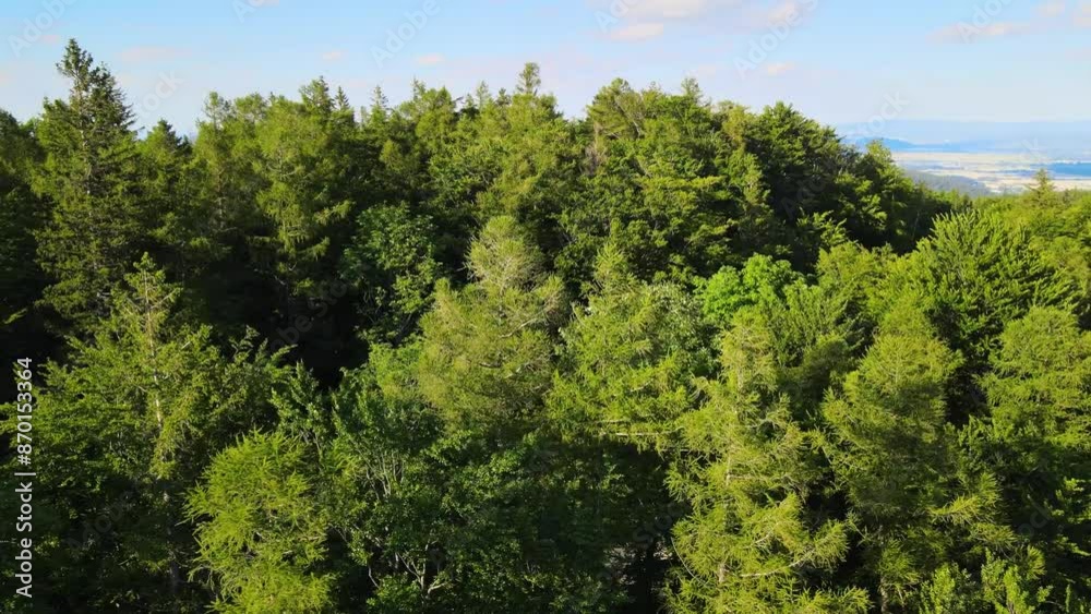 coniferous forest Germany view from a drone summer coniferous forest Germany view from a drone summer