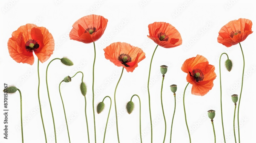 Fototapeta premium A minimalist artistic display of red poppy flowers with green stems and buds against a white background.