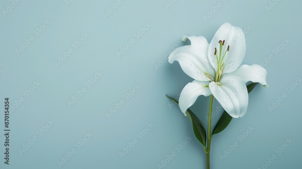 Elegant close-up of a white lily flower against a pastel blue background, perfect for nature-themed designs and calm visual aesthetics. Elegant close-up of a white lily flower against a pastel blue background, perfect for nature-themed designs and calm visual aesthetics.