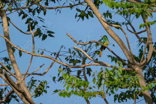 Blue bearded bee eater photo