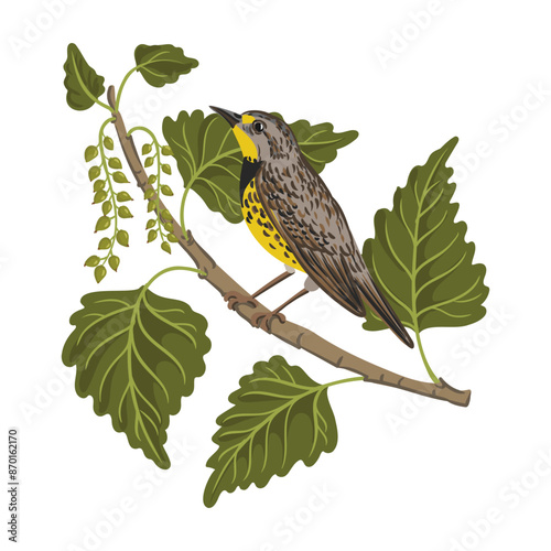 vector drawing bird at tree branch, western meadowlark at necklace poplar with green leaves and seeds isolated at white background