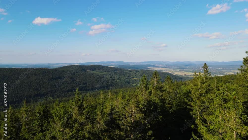 coniferous forest Germany view from a drone summer coniferous forest Germany view from a drone summer