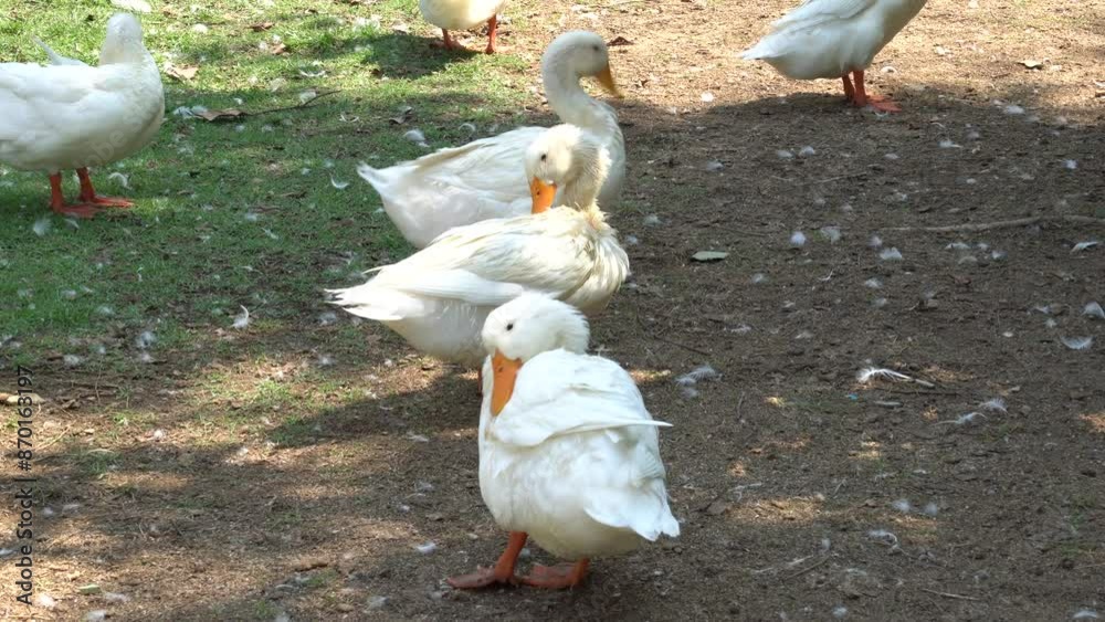 Happy geese resting and walking freely on rural farm. Farm animal concept for poultry industry. Happy geese resting and walking freely on rural farm. Farm animal concept for poultry industry.